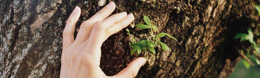 decorative element for the A Bit About Therapy section