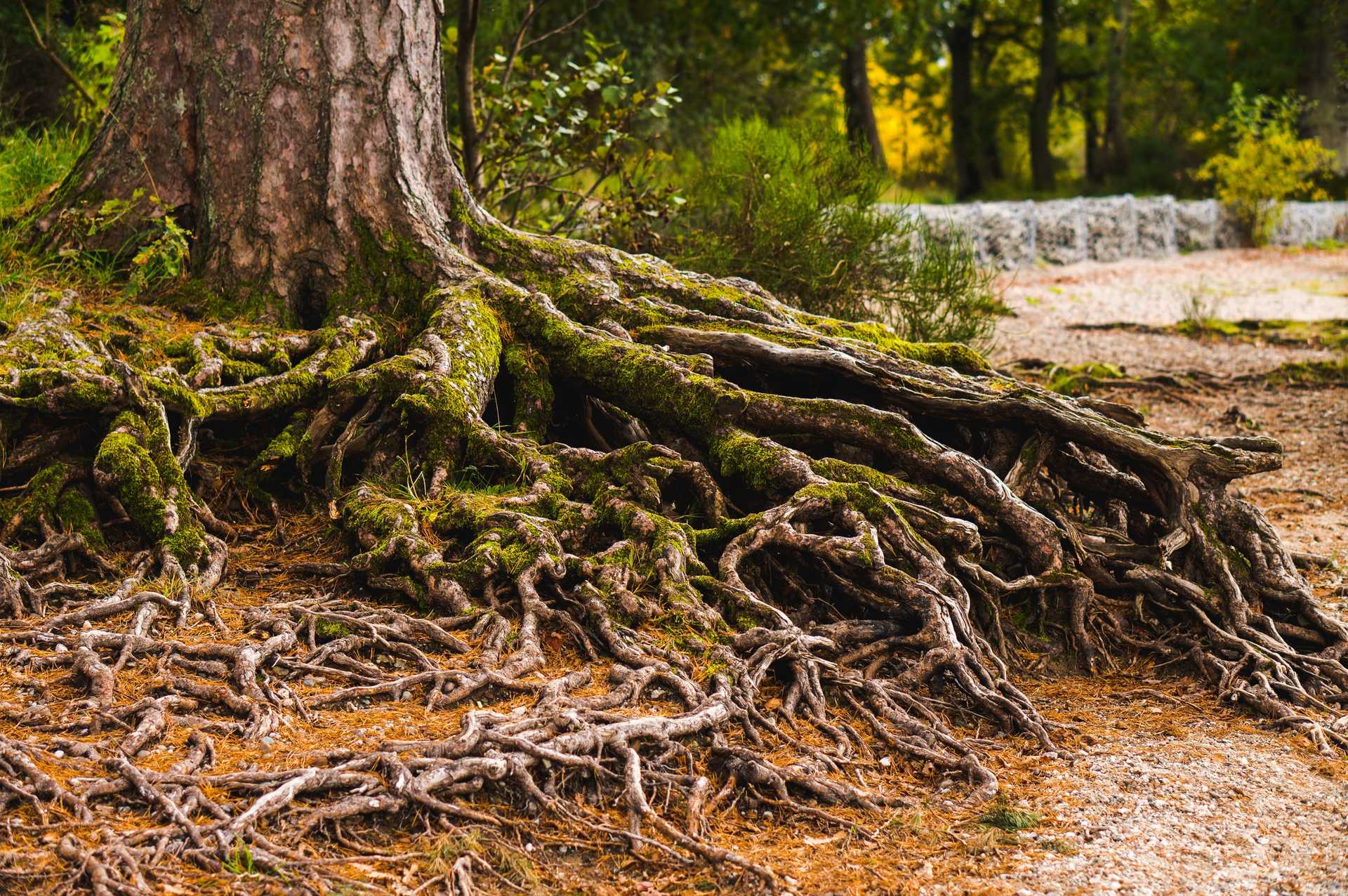 Roots of pine tree visible in soil